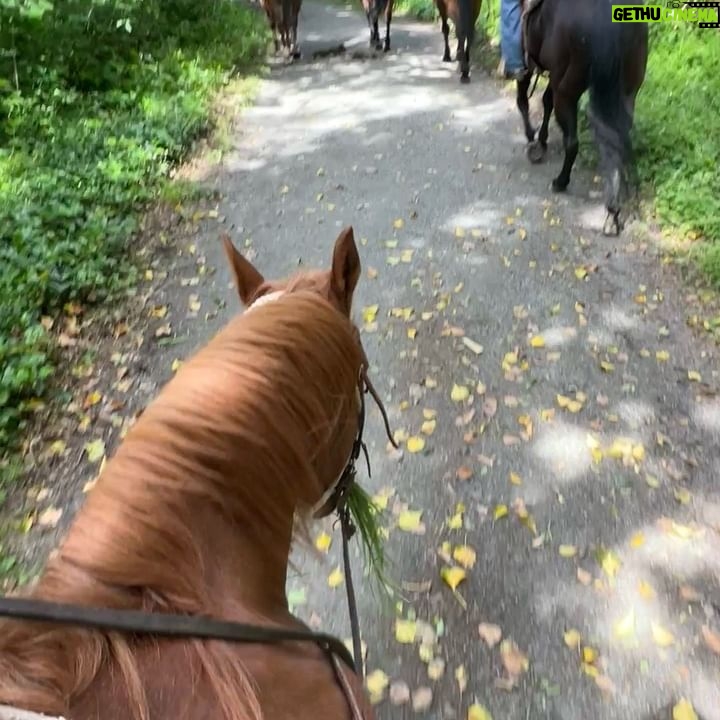 Anna Sawai Instagram - My favorite castmate from the set of Shogun♥️ The crew would joke that anytime I went missing, they’d look for the horses or crafty (where I’d be getting apples for the horses). Wasn’t really a joke though. A big thank you to the Jamie and his team for everything they taught me and always letting me come hang out. I’ll miss you Deucie poo🤎 とても懐っこくて、自分の紐を解いちゃう頭の良さを持ちながら、公園で遠くに人が見えたらびっくりして動かなくなっちゃう面白い性格のドゥース。 いっぱい幸せ分けてくれてありがとう。私のこと忘れないでね🥹
