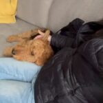 Anna Sawai Instagram - A beautified version of recent days, from my pov 2つ目はドゥース君がゴロンしたあとに飛び跳ねて遊んでる様子🤎 6つ目はちょっぴりビビりなレイちゃんが私のももに顎のせてくれたとき🥲