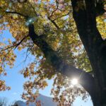 Anna Veith Instagram - the beauty of autumn in Austria is incredible ✨ #timetowalk #outdoors #autumn #beautifultime #livinglife #soakingupthesun