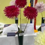 Annabel Crabb Instagram - At @royaleastershow, straight to dahlias and once again I cannot find much in the judging th which I disagree. Graeme Davis seems to have smashed the field, swipe for his well-regarded Winkie Volcano in the “Fimbriated, Under 160mm” division, which is trickier than it sounds I’m sure. Well done, Sir.