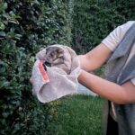 Annabel Crabb Instagram - This is Bunnings, an adult ringtail being released by @wireswildliferescue volunteer Cara (a lovely neighbour) into our backyard which happens to have a generous supply of lilli pillies (aka Possum Catnip). Unlike many of the rescues, Bunnings was not injured or orphaned … he was just caught red-handed in the nursery section of the shop from which he takes his name, and was eating into the profits hence the call for relocation. They do an amazing job these volunteers… some of the rescues are sadder and harder and there’s not always a happy ending but the fact that there is a whole network caring for these fellow creatures is lovely to know. Or collecting swamp mahogany and lemon Myrtle for Cara’s charges and dropping these tasty items in the basket on her doorstep. Welcome@to our hood, Bunnings! You’ll find that lower prices really are just the beginning… 😂