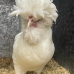 Annabel Crabb Instagram - Some absolute BELTERS in the chicken department at @sydneyroyal_eastershow today. A thorough pleasure to review, including some truly EXCELLENT breeder names. Shoutout to Beverley Bird and Akers Flock. And for my son who has been chased by ducks in parks a number of times, the duck breeder Chase Parkes was especially apposite. Congratulations to all category winners.