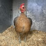 Annabel Crabb Instagram - Some absolute BELTERS in the chicken department at @sydneyroyal_eastershow today. A thorough pleasure to review, including some truly EXCELLENT breeder names. Shoutout to Beverley Bird and Akers Flock. And for my son who has been chased by ducks in parks a number of times, the duck breeder Chase Parkes was especially apposite. Congratulations to all category winners.