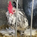 Annabel Crabb Instagram - Some absolute BELTERS in the chicken department at @sydneyroyal_eastershow today. A thorough pleasure to review, including some truly EXCELLENT breeder names. Shoutout to Beverley Bird and Akers Flock. And for my son who has been chased by ducks in parks a number of times, the duck breeder Chase Parkes was especially apposite. Congratulations to all category winners.