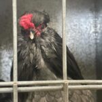 Annabel Crabb Instagram - Some absolute BELTERS in the chicken department at @sydneyroyal_eastershow today. A thorough pleasure to review, including some truly EXCELLENT breeder names. Shoutout to Beverley Bird and Akers Flock. And for my son who has been chased by ducks in parks a number of times, the duck breeder Chase Parkes was especially apposite. Congratulations to all category winners.