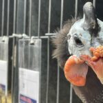 Annabel Crabb Instagram - Some absolute BELTERS in the chicken department at @sydneyroyal_eastershow today. A thorough pleasure to review, including some truly EXCELLENT breeder names. Shoutout to Beverley Bird and Akers Flock. And for my son who has been chased by ducks in parks a number of times, the duck breeder Chase Parkes was especially apposite. Congratulations to all category winners.