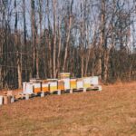 Annalise Basso Instagram – You best BEElieve, I love bees. And puns. Comments featuring bee inspired puns are acceptable and encouraged 🐝📸@alexandriabasso