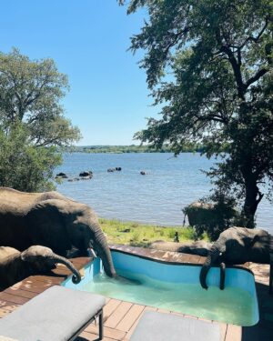 Anne Hjernøe Instagram - En buffet af elefanter🐘 Især @mathiasklok og @egon_rix havde så mange på terrassen at de måtte have hjælp til at komme ud og forbi dem❤️🐘🐘🐘 #anneoganders #anneogandersiafrika #afrika #zimbabwe #elefant #elefanter