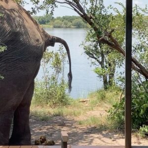 Anne Hjernøe Instagram - En buffet af elefanter🐘 Især @mathiasklok og @egon_rix havde så mange på terrassen at de måtte have hjælp til at komme ud og forbi dem❤️🐘🐘🐘 #anneoganders #anneogandersiafrika #afrika #zimbabwe #elefant #elefanter