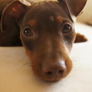 Anne-Krystel Goyer Instagram - Honnêtement je ne savais même pas qu’il y avait une journée internationale pour les chiens 🐕 

Je vous présente Magic, pour ceux qui ne le connaissent pas! 

Il a eu 10ans en mars, je l’aime de tout mon coeur. Pour moi, il est parfait. C’est réellement mon bébé 👶 

Quand je voulais adopter un chien, je voulais un pinscher. Je me suis donc rendu chez un éleveur et lorsque j’y suis arrivé il est venu vers moi, naturellement. C’est lui qui m’a choisi! J’avais besoin de magie dans ma vie à ce moment et je l’ai donc nommé Magic. 

Depuis déjà 10ans, nous nous apportons mutuellement de l’amour inconditionnel.

Je ne croyais pas aimer autant un animal et pourtant… C’est lui qui me fait sourire à chaque fois que je rentre à la maison et c’est un bonheur à tous coups! 

Il est charmant et attachant! Même les gens qui n’aiment pas les chiens aiment Magic! Il a sa petite oreille gauche qui tombe, lui donnant un air niaiseux mais en vrai il est super intelligent! C’est un acteur hors pair surtout lorsque je mange ce qu’il aime… Il joue la carte de la pitié très facilement pour obtenir des bouts de fromage. 

Je suis dans la gratitude de connaître et de côtoyer cette boule d’amour chaque jour de ma vie!
