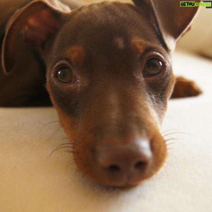 Anne-Krystel Goyer - 3 Likes - Honnêtement je ne savais même pas qu’il y avait une journée internationale pour les chiens 🐕 

Je vous présente Magic, pour ceux qui ne le connaissent pas! 

Il a eu 10ans en mars, je l’aime de tout mon coeur. Pour moi, il est parfait. C’est réellement mon bébé 👶 

Quand je voulais adopter un chien, je voulais un pinscher. Je me suis donc rendu chez un éleveur et lorsque j’y suis arrivé il est venu vers moi, naturellement. C’est lui qui m’a choisi! J’avais besoin de magie dans ma vie à ce moment et je l’ai donc nommé Magic. 

Depuis déjà 10ans, nous nous apportons mutuellement de l’amour inconditionnel.

Je ne croyais pas aimer autant un animal et pourtant… C’est lui qui me fait sourire à chaque fois que je rentre à la maison et c’est un bonheur à tous coups! 

Il est charmant et attachant! Même les gens qui n’aiment pas les chiens aiment Magic! Il a sa petite oreille gauche qui tombe, lui donnant un air niaiseux mais en vrai il est super intelligent! C’est un acteur hors pair surtout lorsque je mange ce qu’il aime… Il joue la carte de la pitié très facilement pour obtenir des bouts de fromage. 

Je suis dans la gratitude de connaître et de côtoyer cette boule d’amour chaque jour de ma vie!