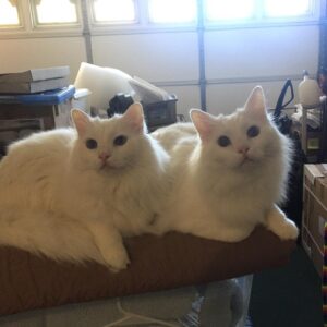 Anne Rice Instagram - Two cats in the garage plotting Armageddon.