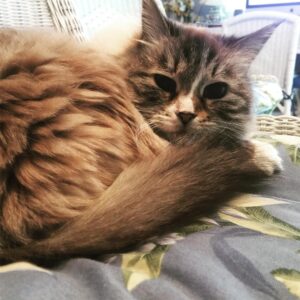 Anne Rice Instagram - Spending Thanksgiving with my beautiful family including my son @christopher.rice.writer, my dear friend @ericshawquinn and this little one, Meribelle, who did not even rouse from her perch to celebrate yesterday’s release of RAMSES THE DAMNED: THE PASSION OF CLEOPATRA, even though she inspired one of its characters. #thanksgiving #authorsofinstagram #writersofinstagram #ramsesthedamned #ramsesthedamnedthepassionofcleopatra
