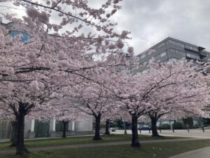 Annette O'Toole Instagram - Vancouver is very beautiful.