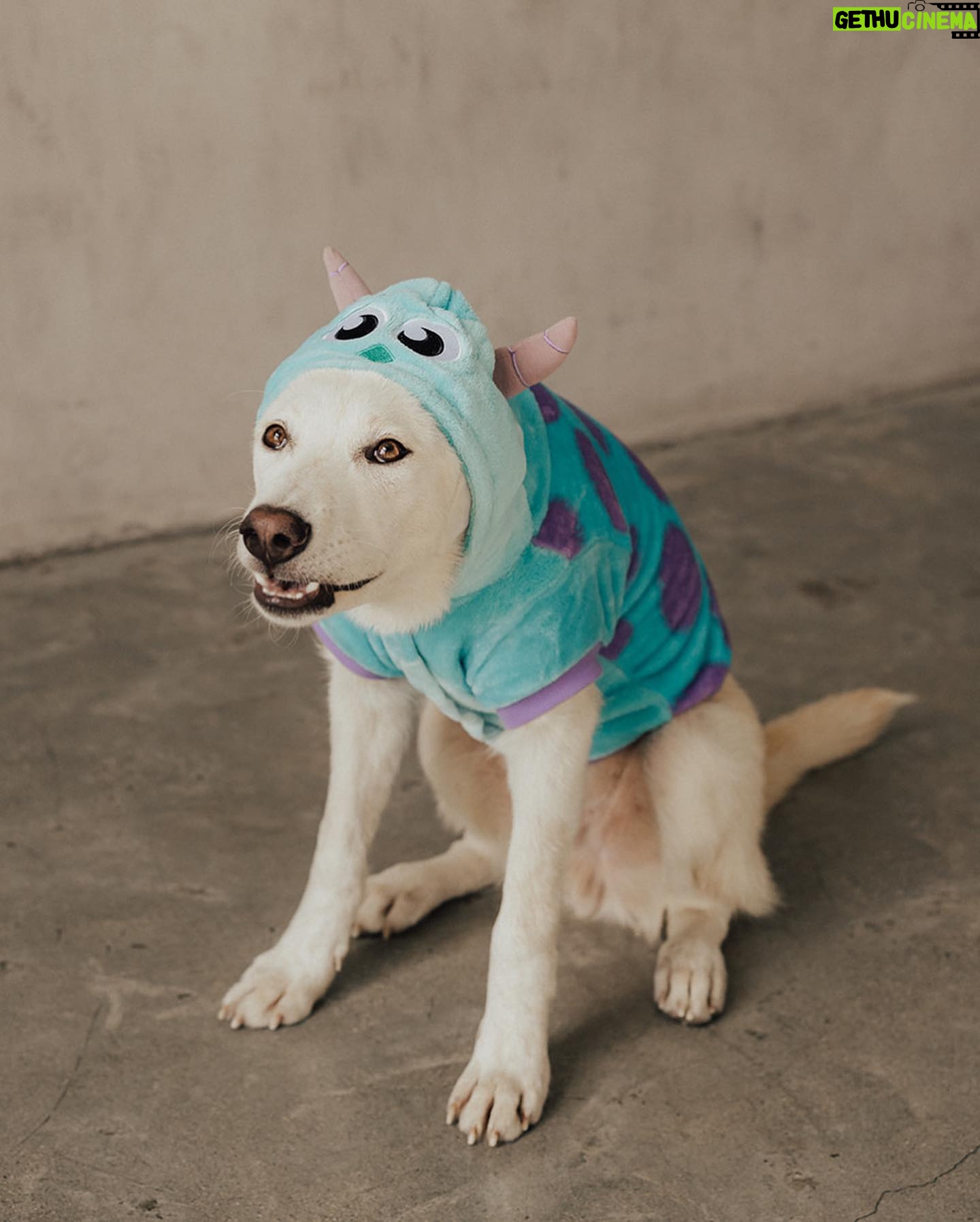 Annika Noelle - 6.6K Likes - Introducing my Huckleberry š«
After a long search this lilā monster came into my life thanks to @lifeanimalrescue. He has been a bright light during a difficult year and is a beautiful reminder that family can be chosen. It can be nurtured and grown. And love can never be lost because it is within us always - we just have to choose it. I thought I knew what my future would look like, turns out itās even brighter now in the absence of what I thought I wanted. I found meā¦And then I found my Huckleberry.
Now we are both free. š
Thank you again to Emily for bringing him into my life and @heirlumephotography for capturing these moments.
šāā¬: @theburritomankitty approves this message