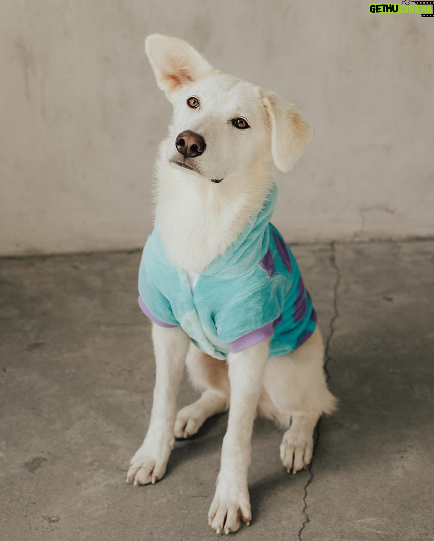 Annika Noelle - 6.6K Likes - Introducing my Huckleberry š«
After a long search this lilā monster came into my life thanks to @lifeanimalrescue. He has been a bright light during a difficult year and is a beautiful reminder that family can be chosen. It can be nurtured and grown. And love can never be lost because it is within us always - we just have to choose it. I thought I knew what my future would look like, turns out itās even brighter now in the absence of what I thought I wanted. I found meā¦And then I found my Huckleberry.
Now we are both free. š
Thank you again to Emily for bringing him into my life and @heirlumephotography for capturing these moments.
šāā¬: @theburritomankitty approves this message