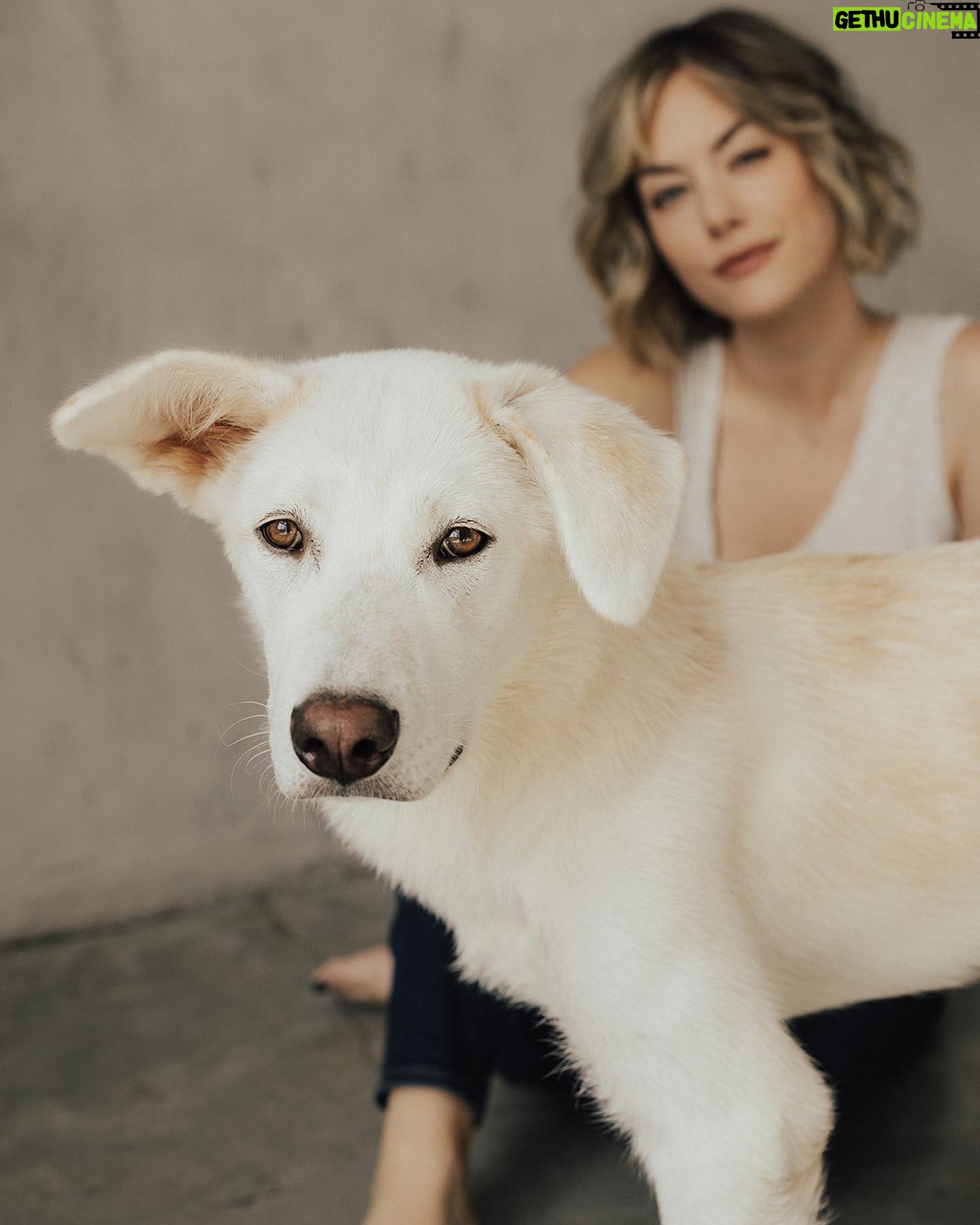Annika Noelle - 6.6K Likes - Introducing my Huckleberry š«
After a long search this lilā monster came into my life thanks to @lifeanimalrescue. He has been a bright light during a difficult year and is a beautiful reminder that family can be chosen. It can be nurtured and grown. And love can never be lost because it is within us always - we just have to choose it. I thought I knew what my future would look like, turns out itās even brighter now in the absence of what I thought I wanted. I found meā¦And then I found my Huckleberry.
Now we are both free. š
Thank you again to Emily for bringing him into my life and @heirlumephotography for capturing these moments.
šāā¬: @theburritomankitty approves this message