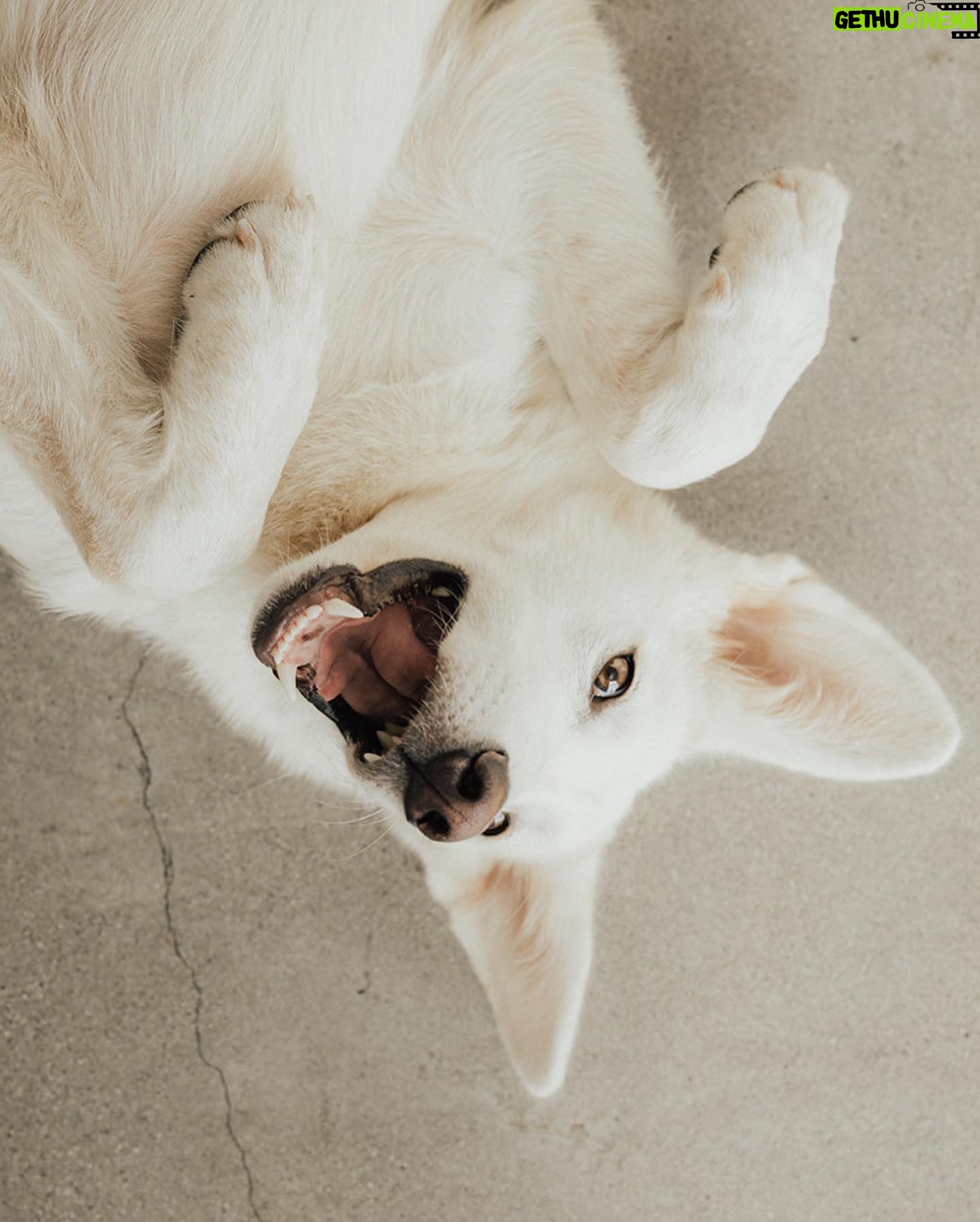 Annika Noelle - 6.6K Likes - Introducing my Huckleberry š«
After a long search this lilā monster came into my life thanks to @lifeanimalrescue. He has been a bright light during a difficult year and is a beautiful reminder that family can be chosen. It can be nurtured and grown. And love can never be lost because it is within us always - we just have to choose it. I thought I knew what my future would look like, turns out itās even brighter now in the absence of what I thought I wanted. I found meā¦And then I found my Huckleberry.
Now we are both free. š
Thank you again to Emily for bringing him into my life and @heirlumephotography for capturing these moments.
šāā¬: @theburritomankitty approves this message
