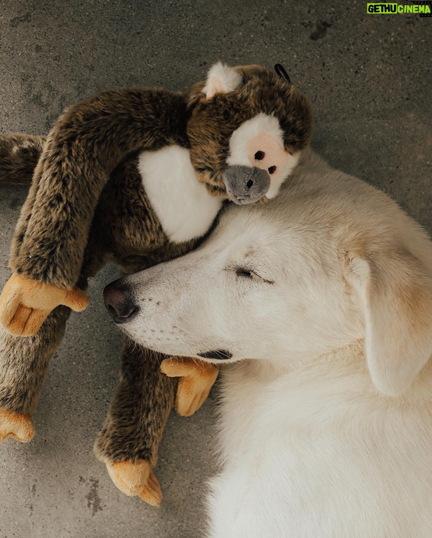 Annika Noelle - 6.6K Likes - Introducing my Huckleberry š«
After a long search this lilā monster came into my life thanks to @lifeanimalrescue. He has been a bright light during a difficult year and is a beautiful reminder that family can be chosen. It can be nurtured and grown. And love can never be lost because it is within us always - we just have to choose it. I thought I knew what my future would look like, turns out itās even brighter now in the absence of what I thought I wanted. I found meā¦And then I found my Huckleberry.
Now we are both free. š
Thank you again to Emily for bringing him into my life and @heirlumephotography for capturing these moments.
šāā¬: @theburritomankitty approves this message