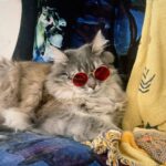Anousha Instagram - October photo dump