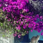 Antonia Thomas Instagram - 🇬🇷 💙🤍