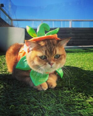 Antonia Thomas Instagram - Happy Halloween 🎃🐱