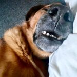 Antonija Blaće Instagram – #mood ova slika može i za petak navecer i za ponedjeljak ujutro 
😂😂😂 
#dog #dogsofinstagram #sleepingdog #funny #cute