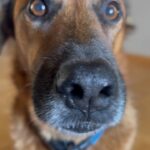 Antonija Blaće Instagram - 🐶 🥬 🥚= 🥰 Susret psa i kajgane s mladim kupusom je felicita 🥰 Malo se nećkao, ali kupus je pobjedio 😂 #dog #dogsarefamily #home #happy #felicita #food #home