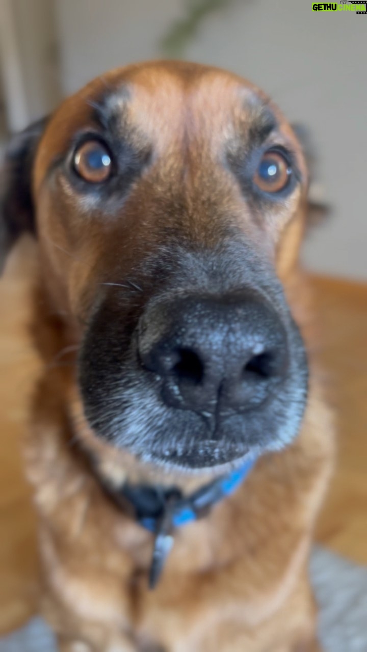 Antonija Blaće Instagram - 🐶 🥬 🥚= 🥰 Susret psa i kajgane s mladim kupusom je felicita 🥰 Malo se nećkao, ali kupus je pobjedio 😂 #dog #dogsarefamily #home #happy #felicita #food #home
