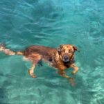 Antonija Blaće Instagram - AJKULA DRAKULA 🏄🏼‍♀️☀️🐕😍 Može proc pod koreografiju za sinkro 🧜🏻‍♀️? #dog #dogsofinstagram #summer #croatia #dogswimming #dogonthebeach