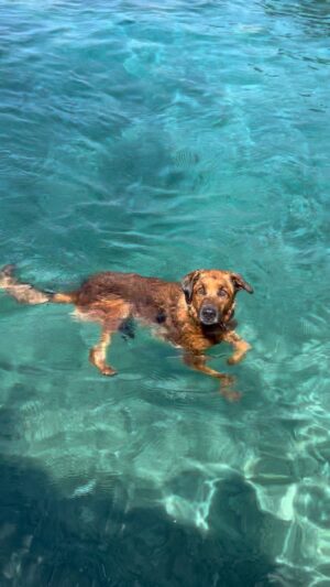 Antonija Blaće Instagram - AJKULA DRAKULA 🏄🏼‍♀️☀️🐕😍 
Može proc pod koreografiju za sinkro 🧜🏻‍♀️? 
#dog #dogsofinstagram #summer #croatia #dogswimming #dogonthebeach