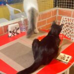Anubha Sourya Sarangi Instagram – Stepping into 
@purred_at_charlie_thecatcafe – J P Nagar’ was pure magic. 

Surrounded by furry cuties, their love and friendliness filled my heart with joy. Sending prayers for the amazing owners who rescue, care for, and vaccinate these precious souls. Their selflessness inspires me to find more kindness on my journey. Grateful for places like this that remind us of the power of compassion. 

#PURRedAtCharlies #CatCafeLove #KindnessMatters”