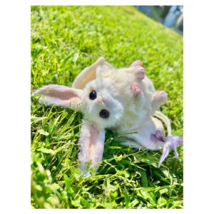 Aoi Yuki Instagram - 草をゴロゴロするかつてのクノエ
草ゴロゴロかわいいけど、撮影に勇気がいる
 #ぬいぐるみ  #ぬい撮り