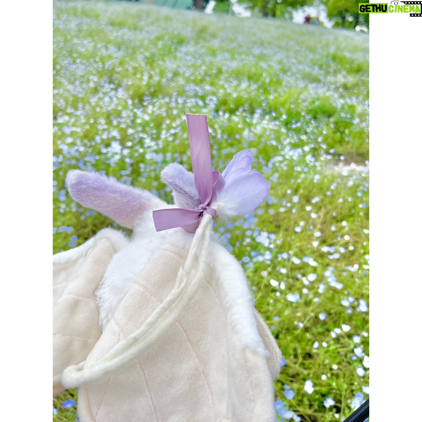 Aoi Yuki - 3 Likes - ネモフィラもみました✨広い公園気持ち良かったー!
#ぬい撮り #ぬいぐるみ #ぬい撮り旅 #ネモフィラ