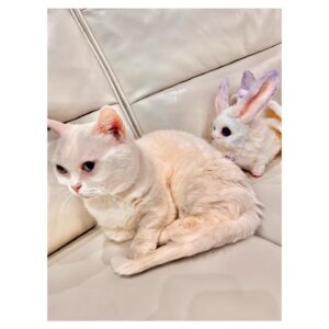 Aoi Yuki Instagram - もうちょっと構ってよぉ

 #ねこ  #ぬいぐるみ