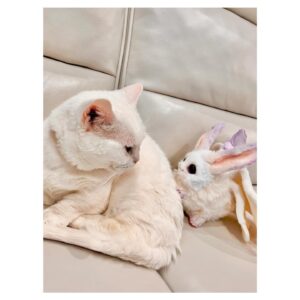 Aoi Yuki Instagram - もうちょっと構ってよぉ

 #ねこ  #ぬいぐるみ