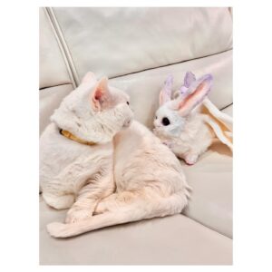 Aoi Yuki Instagram - もうちょっと構ってよぉ

 #ねこ  #ぬいぐるみ