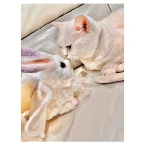 Aoi Yuki Instagram - もうちょっと構ってよぉ

 #ねこ  #ぬいぐるみ