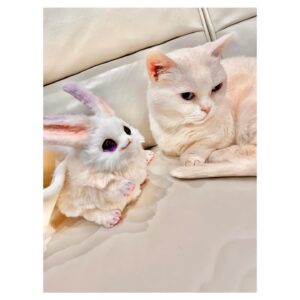 Aoi Yuki Instagram - もうちょっと構ってよぉ

 #ねこ  #ぬいぐるみ