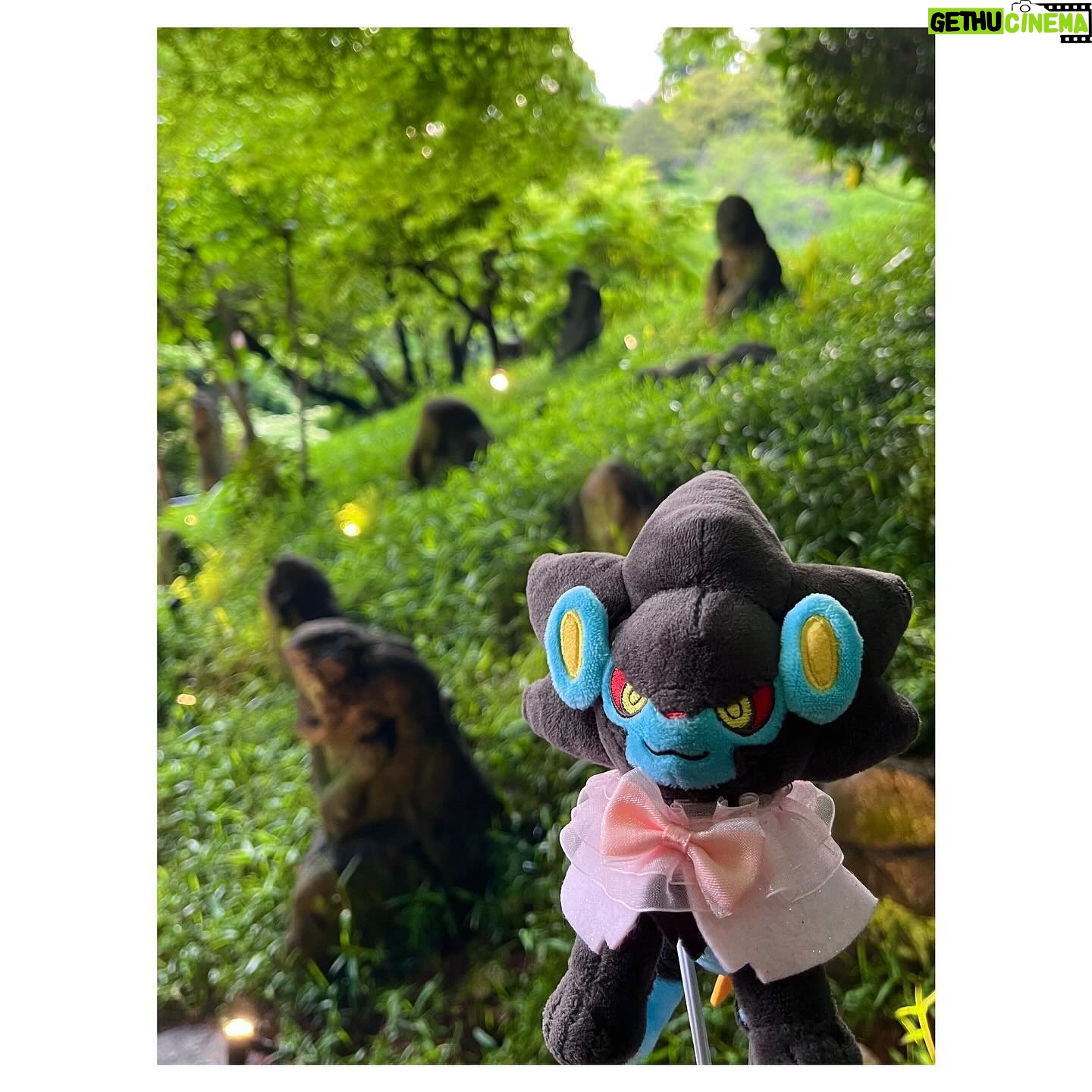 Aoi Yuki - 3 Likes - 春めいた椿山荘にて☘ ̖́-
アフタヌーンティーをした後にお庭にもお邪魔して
ぬい撮りしてきました。霧の演出が凄かったです。
#ポケ活 #ぬい活 #ぬい撮り #ポケモン
#レントラー #ユキメノコ #嫁1