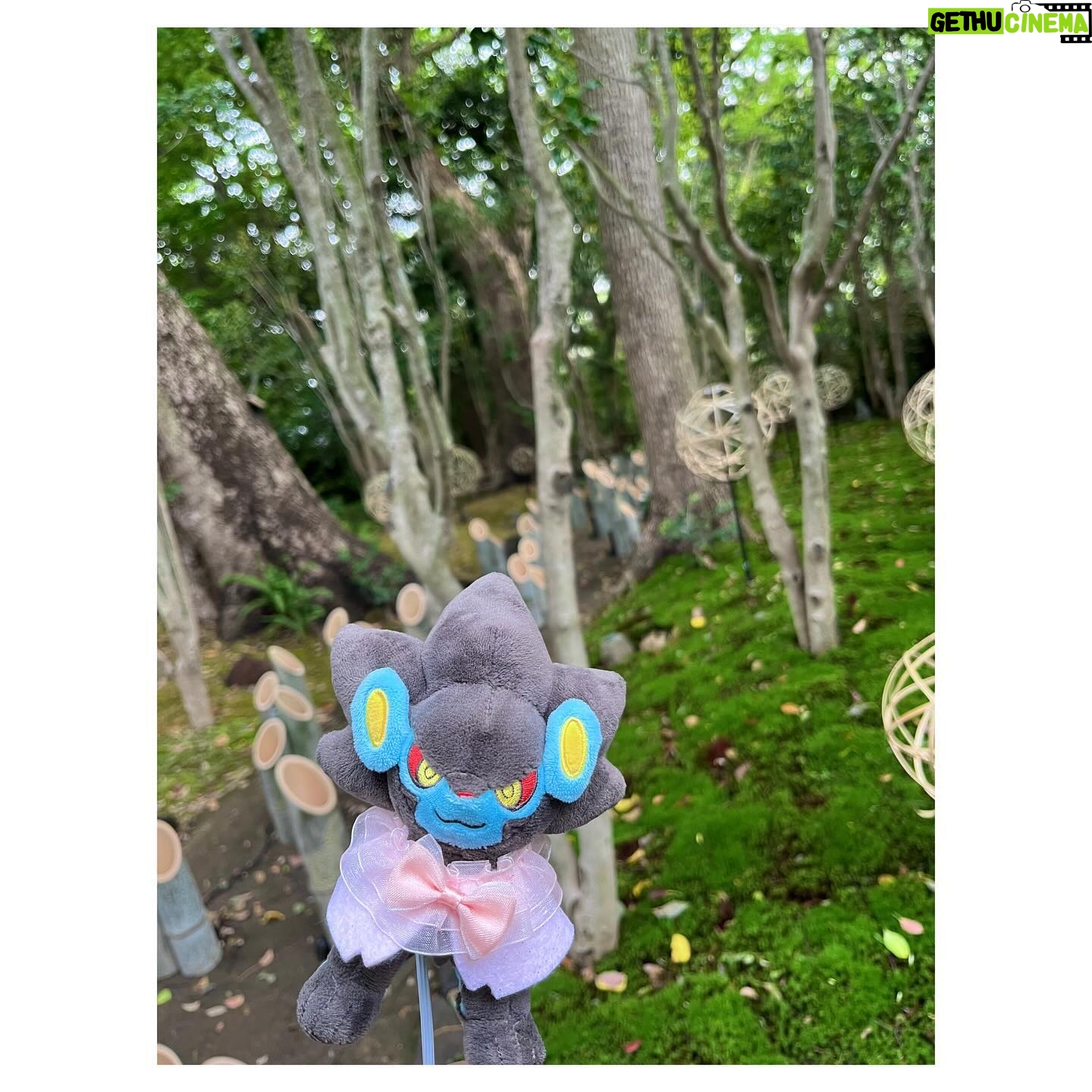 Aoi Yuki - 3 Likes - 春めいた椿山荘にて☘ ̖́-
アフタヌーンティーをした後にお庭にもお邪魔して
ぬい撮りしてきました。霧の演出が凄かったです。
#ポケ活 #ぬい活 #ぬい撮り #ポケモン
#レントラー #ユキメノコ #嫁1