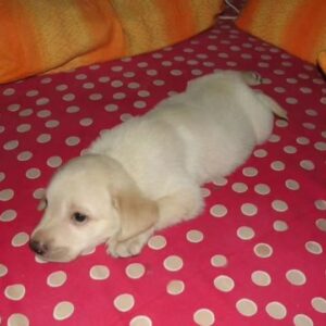 Aparna Narayanan Instagram - 18/11/2010 - 20/07/2023

Rocky Narayanan ❤️

Rocky left us last week and I can’t express how much we miss him. I still remember the first day my brother brought him home. He was a 33 days old pup who was almost our palm size and was so sleepy that he couldn’t even open his eyes completely. That night he slept on my brother’s neck for sometime. For the initial months we fed him cerlac and I remember one of the early days he fell into the bowl sleepy while eating. His early phase was all about eating, sleeping and running around the house. The curiosity in his eyes grew everyday and so did his naughtiness. Gosh, he was so lively and always kept us on our toes. Rocky was the one I would long to come back to, from school. His happiness knew no bounds when he heard my school van returning home. He would greet and welcome us all with love and excitement. Not just me and my family, everybody who met him was welcomed the same way. It’s beautiful how animals are born with the qualities that takes us a lifetime to learn. Kindness and unconditional love. He didn’t care what we studied, where we worked, what we wore, nothing. He just wanted us around him so that we could play with him and rub his belly. I remember my Anna, amma and I would deliberately change rooms just to see him follow us wherever we went. Rocky made our lives better and happier. He could never stand any of us cry. He would immediately lick our tears and make us feel better. This he did till his last. I’m just pouring out my emotions as it is. Rocky had very simple joys in life. He loved going for walks and car rides, playing hide and seek with us and he especially enjoyed sitting at the beach watching the waves. Rocky was a god sent healer. We are very grateful for the time we had with him and will cherish these memories forever. I miss playing with him, giving him belly rubs, hugging him, sleeping next to him, taking him on his walks, etc. But most of all, I miss just seeing him around. He was comfort. He was kindness. He was love. He was our happiness.

Rocky, we miss you chellam. This void can never be filled. Thank you for all the memories. You will be remembered forever. Akka loves you ❤️