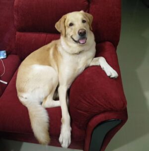 Aparna Narayanan Instagram - 18/11/2010 - 20/07/2023

Rocky Narayanan ❤️

Rocky left us last week and I can’t express how much we miss him. I still remember the first day my brother brought him home. He was a 33 days old pup who was almost our palm size and was so sleepy that he couldn’t even open his eyes completely. That night he slept on my brother’s neck for sometime. For the initial months we fed him cerlac and I remember one of the early days he fell into the bowl sleepy while eating. His early phase was all about eating, sleeping and running around the house. The curiosity in his eyes grew everyday and so did his naughtiness. Gosh, he was so lively and always kept us on our toes. Rocky was the one I would long to come back to, from school. His happiness knew no bounds when he heard my school van returning home. He would greet and welcome us all with love and excitement. Not just me and my family, everybody who met him was welcomed the same way. It’s beautiful how animals are born with the qualities that takes us a lifetime to learn. Kindness and unconditional love. He didn’t care what we studied, where we worked, what we wore, nothing. He just wanted us around him so that we could play with him and rub his belly. I remember my Anna, amma and I would deliberately change rooms just to see him follow us wherever we went. Rocky made our lives better and happier. He could never stand any of us cry. He would immediately lick our tears and make us feel better. This he did till his last. I’m just pouring out my emotions as it is. Rocky had very simple joys in life. He loved going for walks and car rides, playing hide and seek with us and he especially enjoyed sitting at the beach watching the waves. Rocky was a god sent healer. We are very grateful for the time we had with him and will cherish these memories forever. I miss playing with him, giving him belly rubs, hugging him, sleeping next to him, taking him on his walks, etc. But most of all, I miss just seeing him around. He was comfort. He was kindness. He was love. He was our happiness.

Rocky, we miss you chellam. This void can never be filled. Thank you for all the memories. You will be remembered forever. Akka loves you ❤️