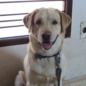 Aparna Narayanan Instagram - 18/11/2010 - 20/07/2023

Rocky Narayanan ❤️

Rocky left us last week and I can’t express how much we miss him. I still remember the first day my brother brought him home. He was a 33 days old pup who was almost our palm size and was so sleepy that he couldn’t even open his eyes completely. That night he slept on my brother’s neck for sometime. For the initial months we fed him cerlac and I remember one of the early days he fell into the bowl sleepy while eating. His early phase was all about eating, sleeping and running around the house. The curiosity in his eyes grew everyday and so did his naughtiness. Gosh, he was so lively and always kept us on our toes. Rocky was the one I would long to come back to, from school. His happiness knew no bounds when he heard my school van returning home. He would greet and welcome us all with love and excitement. Not just me and my family, everybody who met him was welcomed the same way. It’s beautiful how animals are born with the qualities that takes us a lifetime to learn. Kindness and unconditional love. He didn’t care what we studied, where we worked, what we wore, nothing. He just wanted us around him so that we could play with him and rub his belly. I remember my Anna, amma and I would deliberately change rooms just to see him follow us wherever we went. Rocky made our lives better and happier. He could never stand any of us cry. He would immediately lick our tears and make us feel better. This he did till his last. I’m just pouring out my emotions as it is. Rocky had very simple joys in life. He loved going for walks and car rides, playing hide and seek with us and he especially enjoyed sitting at the beach watching the waves. Rocky was a god sent healer. We are very grateful for the time we had with him and will cherish these memories forever. I miss playing with him, giving him belly rubs, hugging him, sleeping next to him, taking him on his walks, etc. But most of all, I miss just seeing him around. He was comfort. He was kindness. He was love. He was our happiness.

Rocky, we miss you chellam. This void can never be filled. Thank you for all the memories. You will be remembered forever. Akka loves you ❤️