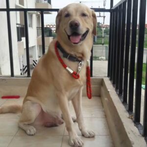 Aparna Narayanan Instagram - 18/11/2010 - 20/07/2023

Rocky Narayanan ❤️

Rocky left us last week and I can’t express how much we miss him. I still remember the first day my brother brought him home. He was a 33 days old pup who was almost our palm size and was so sleepy that he couldn’t even open his eyes completely. That night he slept on my brother’s neck for sometime. For the initial months we fed him cerlac and I remember one of the early days he fell into the bowl sleepy while eating. His early phase was all about eating, sleeping and running around the house. The curiosity in his eyes grew everyday and so did his naughtiness. Gosh, he was so lively and always kept us on our toes. Rocky was the one I would long to come back to, from school. His happiness knew no bounds when he heard my school van returning home. He would greet and welcome us all with love and excitement. Not just me and my family, everybody who met him was welcomed the same way. It’s beautiful how animals are born with the qualities that takes us a lifetime to learn. Kindness and unconditional love. He didn’t care what we studied, where we worked, what we wore, nothing. He just wanted us around him so that we could play with him and rub his belly. I remember my Anna, amma and I would deliberately change rooms just to see him follow us wherever we went. Rocky made our lives better and happier. He could never stand any of us cry. He would immediately lick our tears and make us feel better. This he did till his last. I’m just pouring out my emotions as it is. Rocky had very simple joys in life. He loved going for walks and car rides, playing hide and seek with us and he especially enjoyed sitting at the beach watching the waves. Rocky was a god sent healer. We are very grateful for the time we had with him and will cherish these memories forever. I miss playing with him, giving him belly rubs, hugging him, sleeping next to him, taking him on his walks, etc. But most of all, I miss just seeing him around. He was comfort. He was kindness. He was love. He was our happiness.

Rocky, we miss you chellam. This void can never be filled. Thank you for all the memories. You will be remembered forever. Akka loves you ❤️
