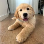 April Ivy Instagram - Conheçam o Floki 💙 novo membro da família