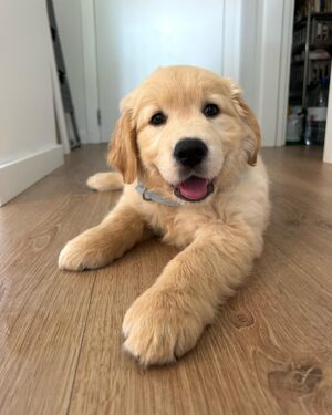 April Ivy Instagram - Conheçam o Floki 💙 novo membro da família