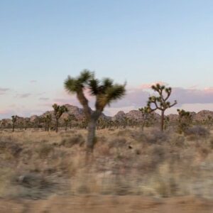 Ariel Mortman Instagram - 👽🖖🏼🪐🌵