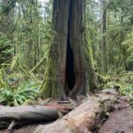 Arienne Mandi Instagram - Found my new favorite trees