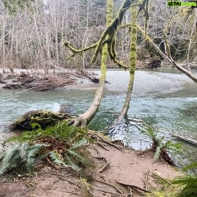 Arienne Mandi Instagram - Mentally here (Forest fairies not pictured)